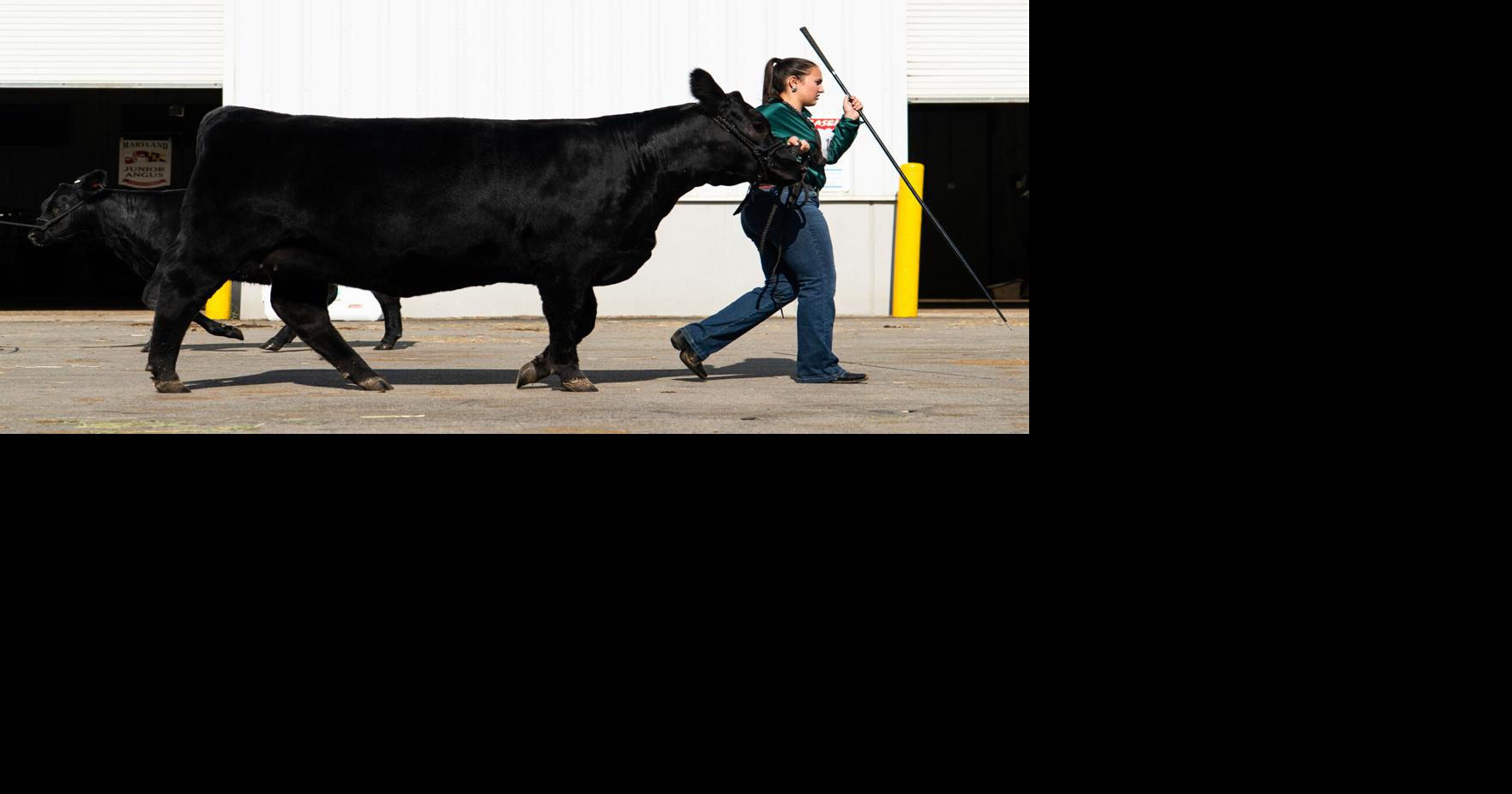 Photos: Final day of Eastern Regional Junior Angus Show in Hamburg