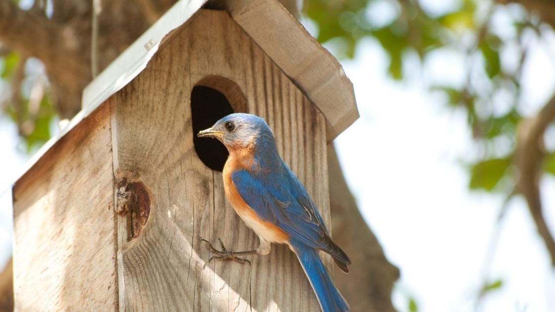 Bluebirds Are House Shopping Have You Noticed Home Garden Buffalonews Com