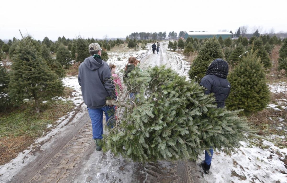 LOCAL Christmas trees CANTILLON (copy)