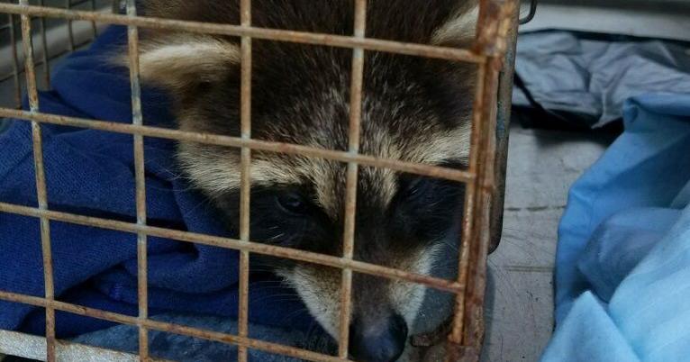 3 cases of rabies confirmed in wild animals in Lockport