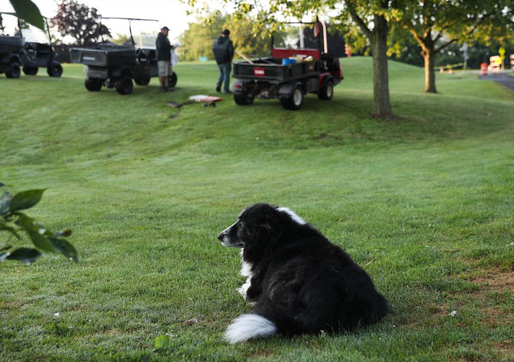 is a border collie a good guard dog