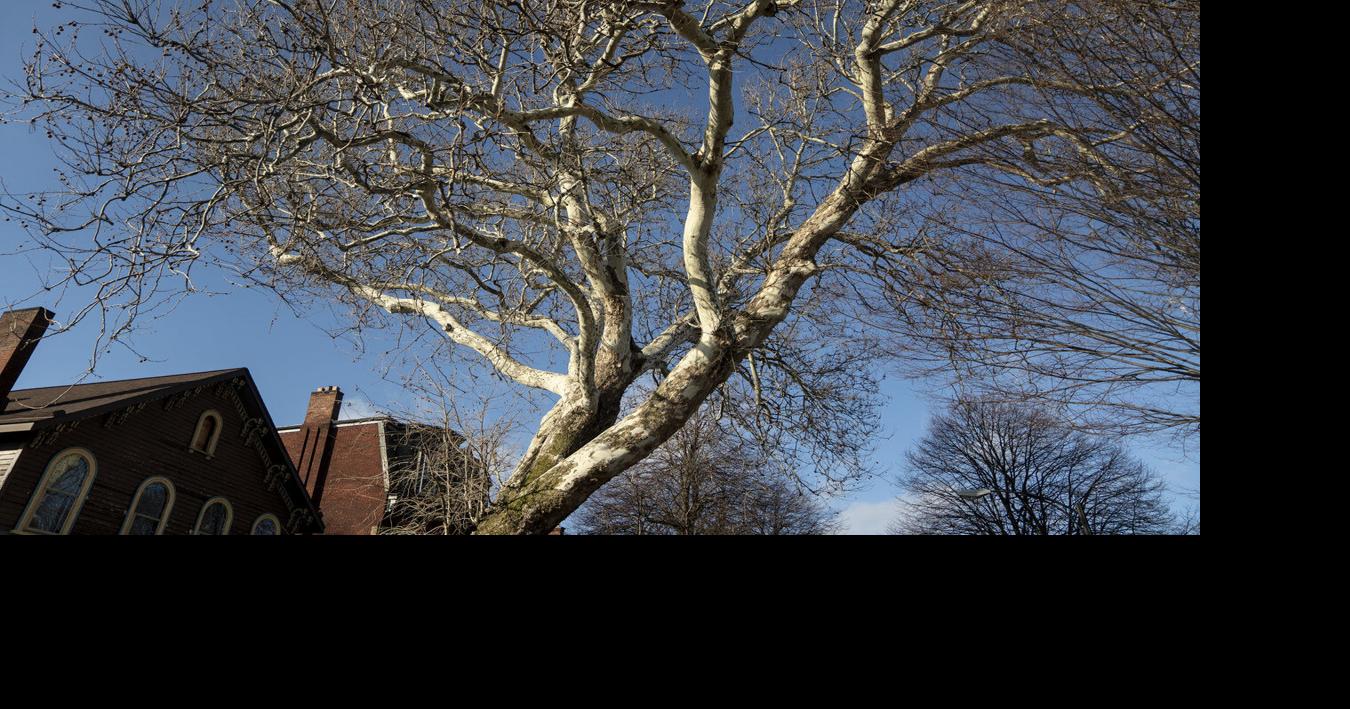 The Oldest Tree in Buffalo Franklin St. in Allentown