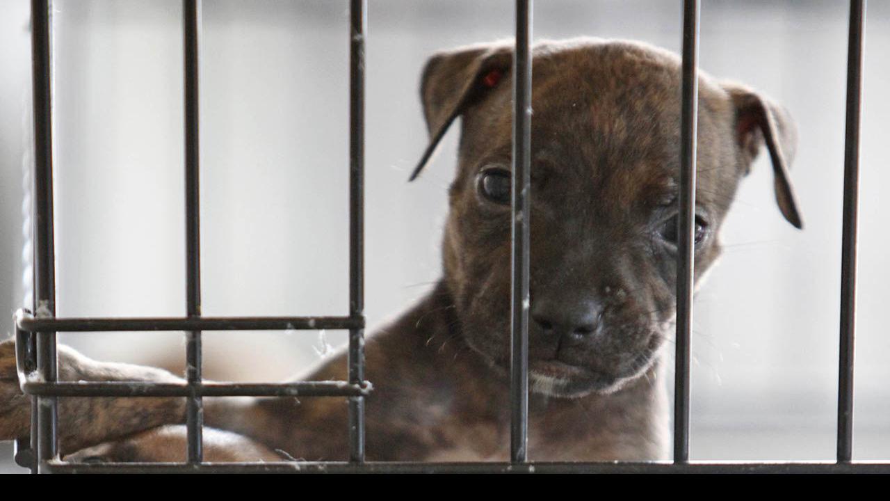 puppies behind bars jobs