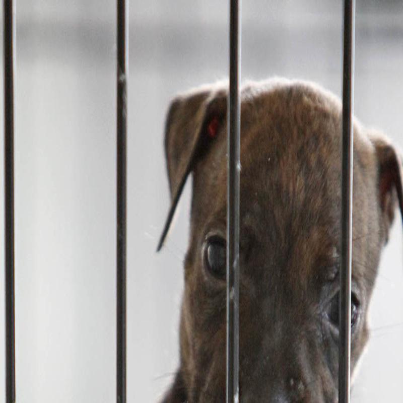 Animal Rights Groups Lawmakers Target Pet Store Sales Of Dogs Cats Rabbits Local News Buffalonews Com