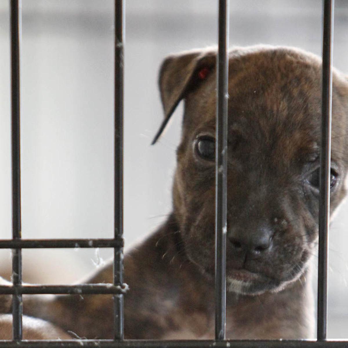 Animal Rights Groups Lawmakers Target Pet Store Sales Of Dogs Cats Rabbits Local News Buffalonews Com Animal Rights Groups Lawmakers Target Pet Store Sales Of Dogs Cats Rabbits Local News Buffalonews Com
