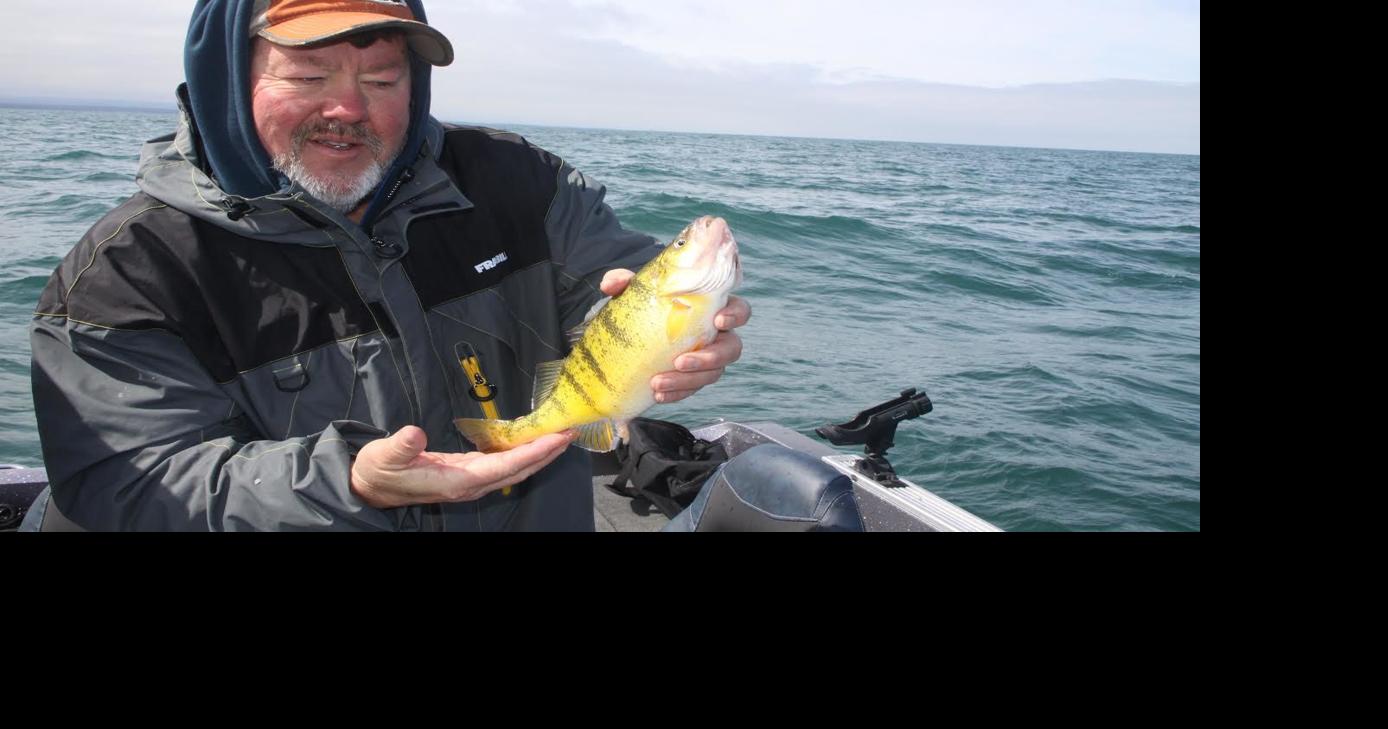 Outdoors The perch bite is finally on it seems