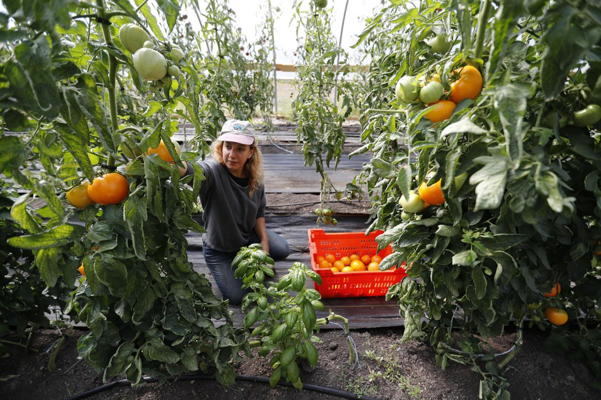 LOCAL URBAN FARMS