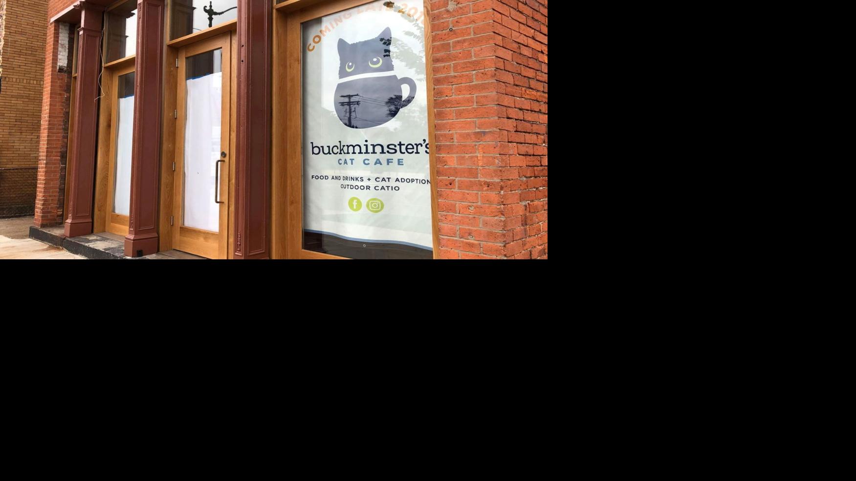 Another Buffalo Cat Cafe Preparing To Purr Into Action Dining Buffalonews Com