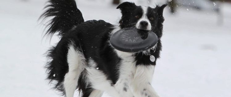 furry friends holistic pet spa