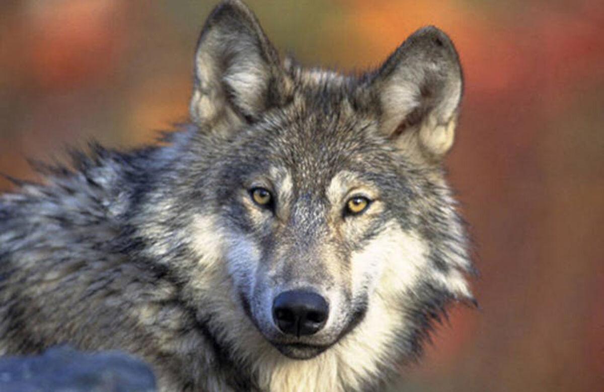 Wisconsin's image took a hit recently when 216 wolves were killed during a three-day Badger State hunt— a toll that was 82% over the hunt's quota.