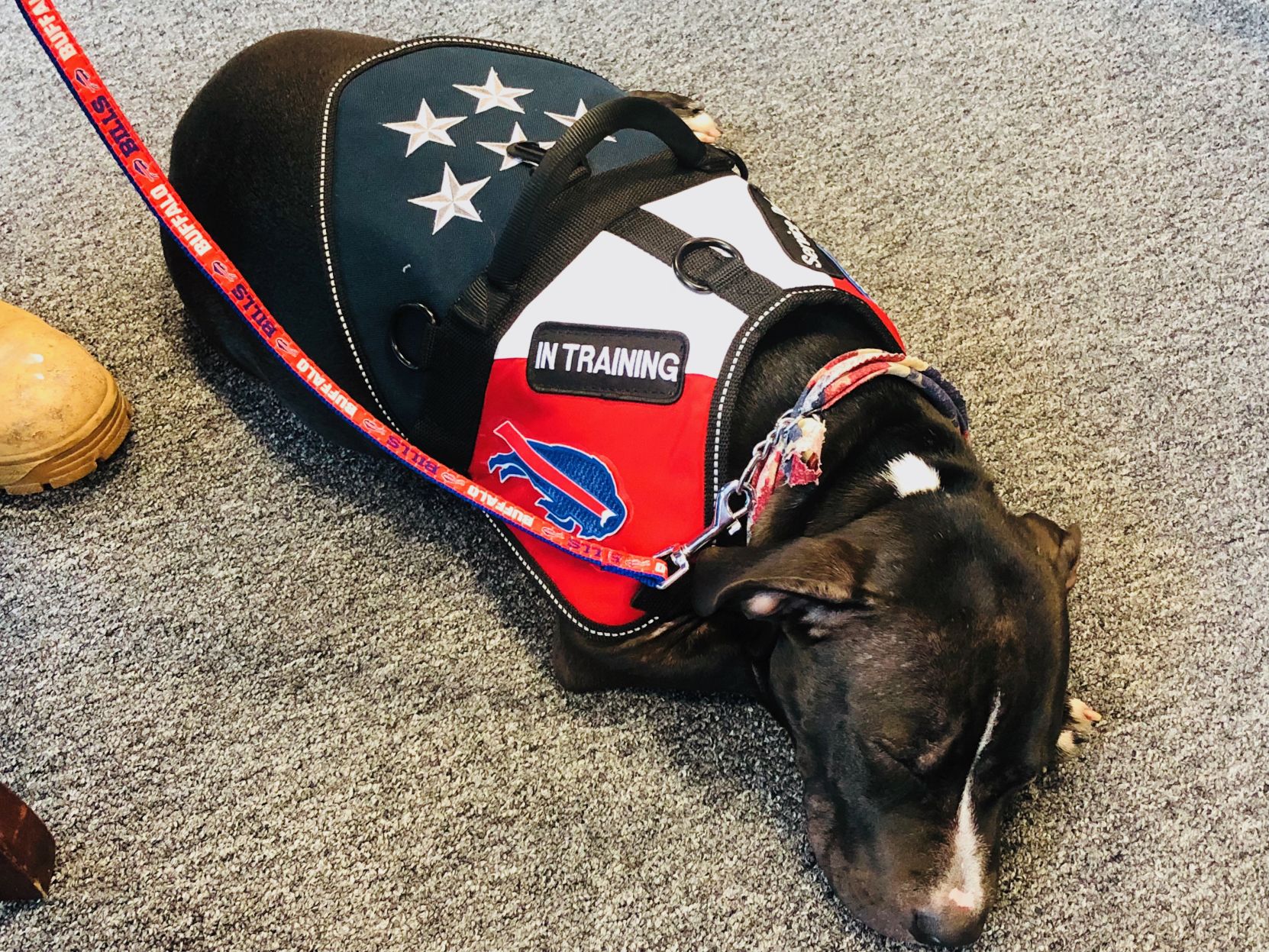 Buffalo bills shop dog harness