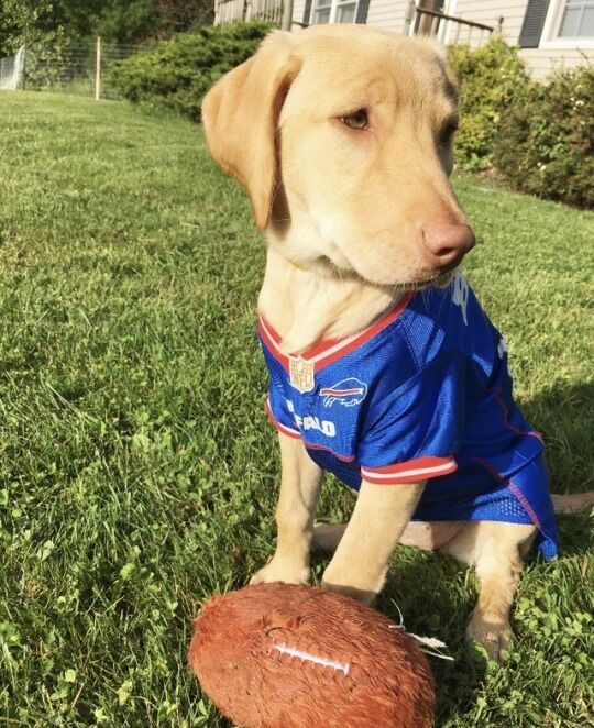 Buffalo Bills pet photo shoots