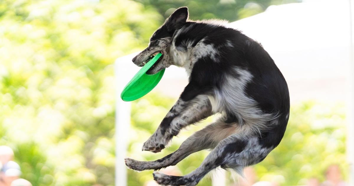 Jump Roping Dog Photos: Dogs that flip, jump rope take center stage at Buffalo Zoo