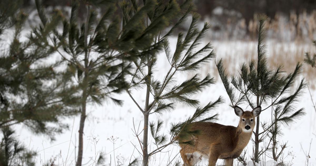 Steps to Reduce Deer Damage to Your Landscape This Winter
