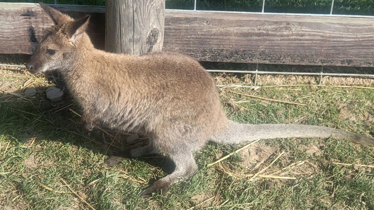 Missing Wallaby Found In Chautauqua County missing-wallaby-found-in-chautauqua-county