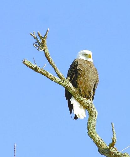 Ice cover and record number of eagles combine for fantastic