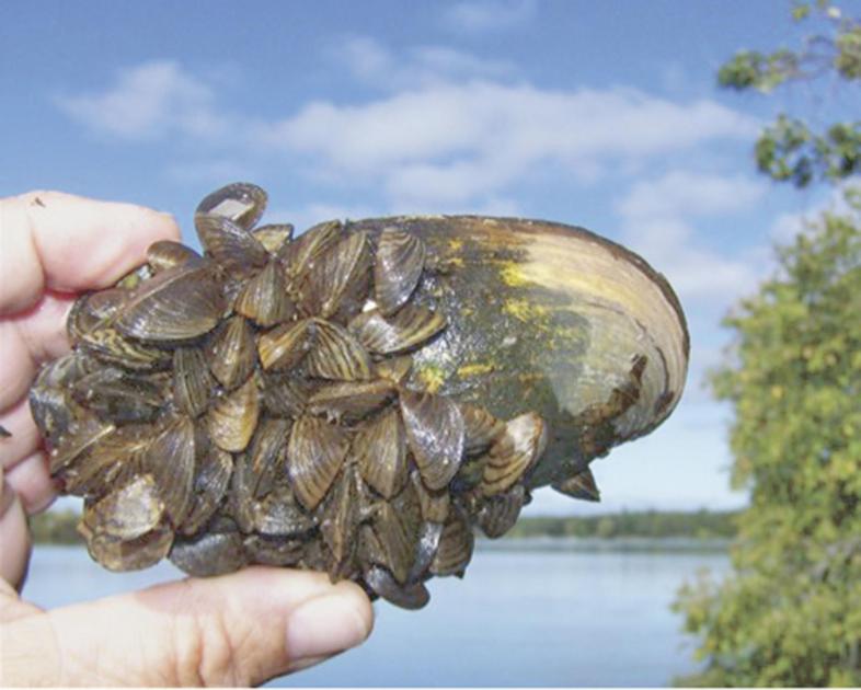 Twostate fights zebra mussels News