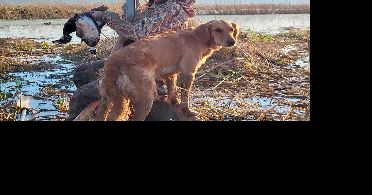An Outdoorsman's Journal: Mississippi River Duck Hunt 2023 | Columns ...