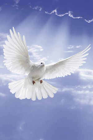 Obit Dove