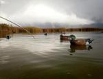 Ducks
