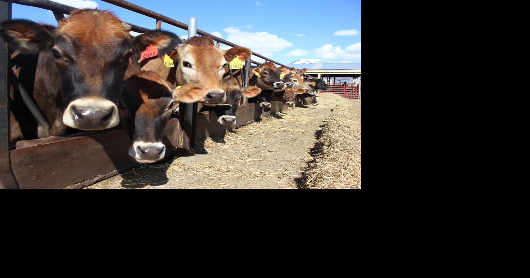 Bear River Health Department confirms anthrax in cow tested at USU; exposed individuals treated