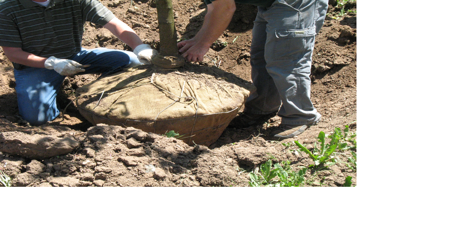 Ask an Expert: Three tips for tree planting | Local News ...