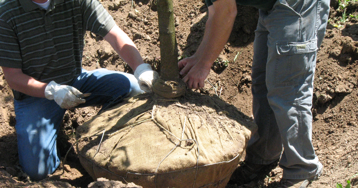 Cache Tree Planting Ask an Expert: Three tips for tree planting | Local News ...