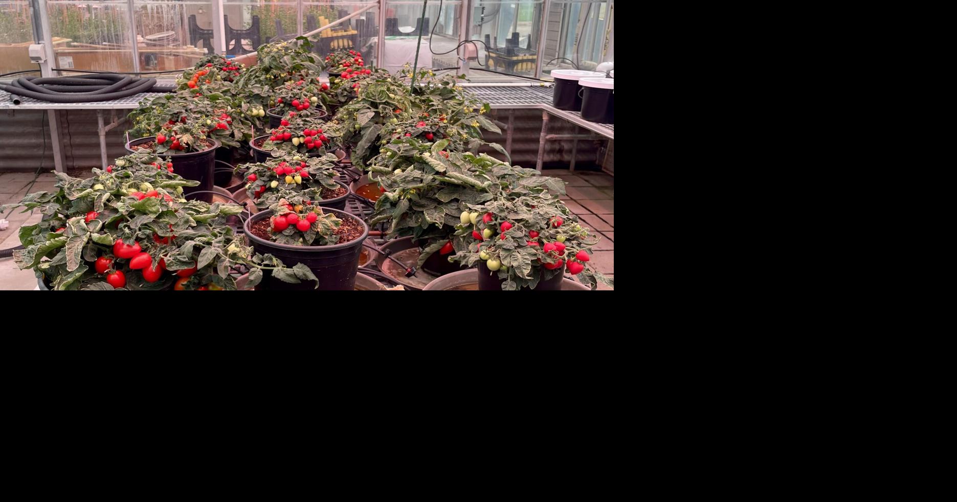 USU researchers explore mini vegetable plants for urban agriculture
