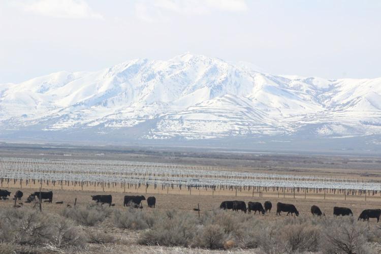 Box Elder solar farms are nearing completion | Local News ...