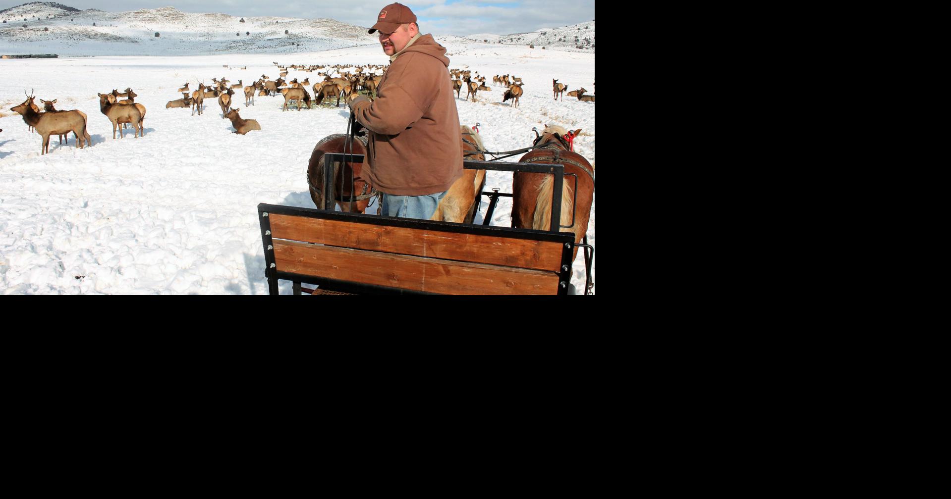 Hardware Ranch opens for another Elk viewing season | Local News ...