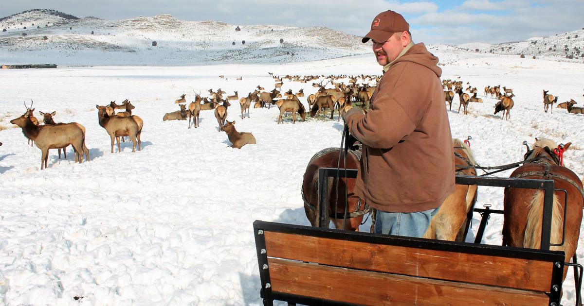 Hardware Ranch Hardware Ranch opens for another Elk viewing season | Local News ...