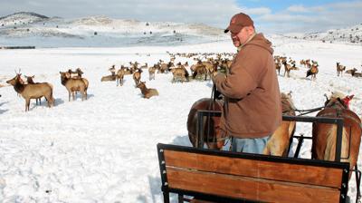 Hardware Ranch Sleigh Rides Sleigh rides through elk at Hardware Wildlife Management Area to ...