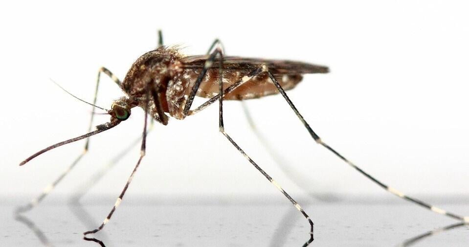 West Nile virus detected in Newton mosquitoes