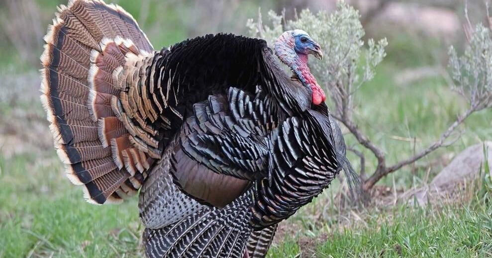 Hardware Wildlife Education Center to present Turkey Tales exhibit this November Hardware Wildlife Education Center to present Turkey Tales exhibit this November