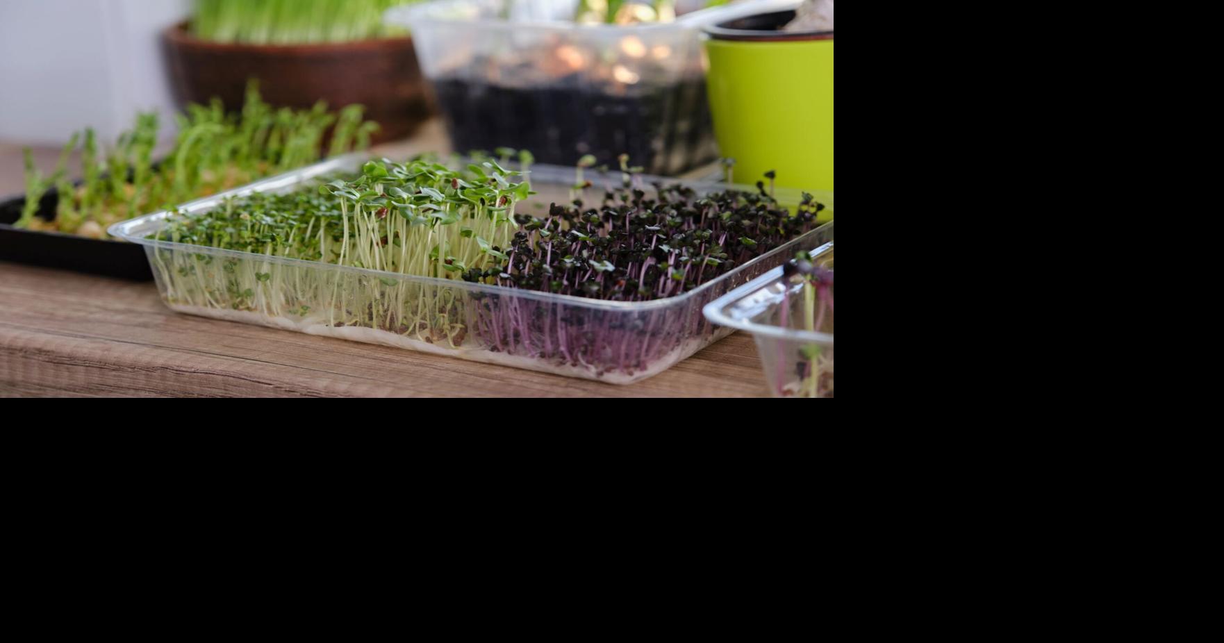 Ask an Expert – February pre-gardening checklist