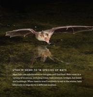 Bat-Cave-Panels-Wild-Night-Life-1 – cropped
