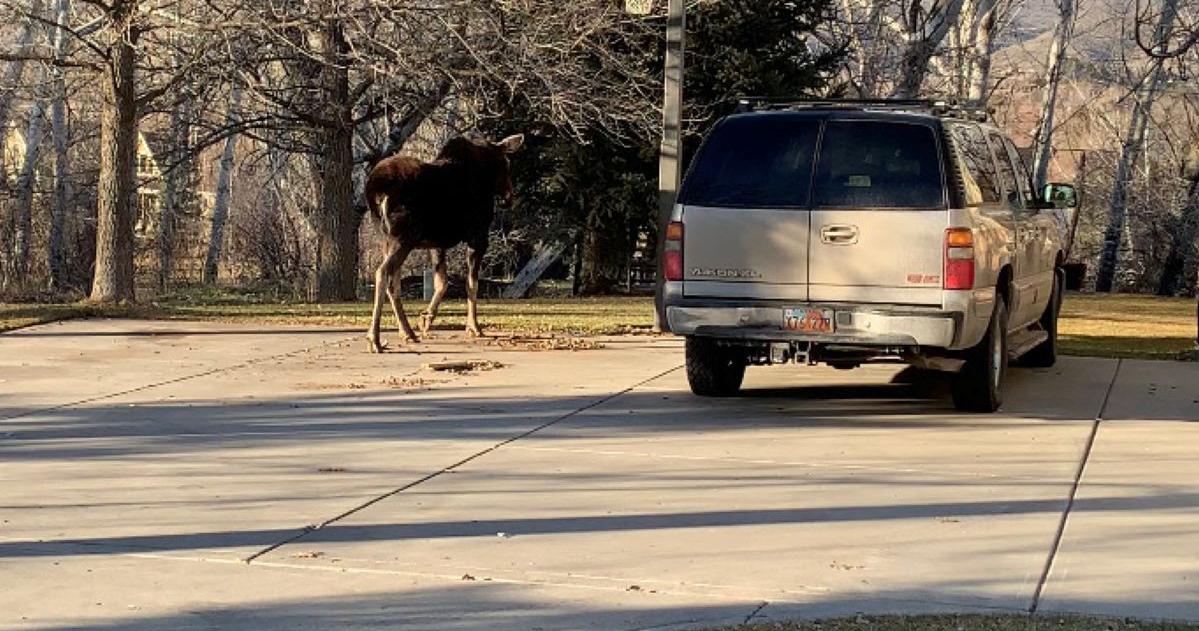 Deep snow brings wildlife to into populated areas