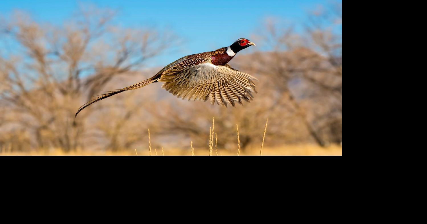 2023 pheasant and quail hunts about to begin throughout Northern Utah |  Local News | cachevalleydaily.com