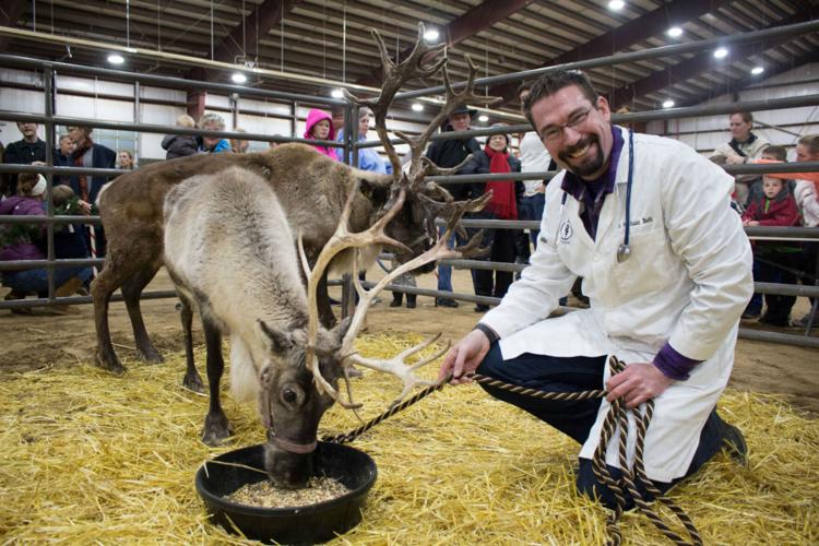 USU veterinarian program preparing reindeer for Christmas Eve flight ...
