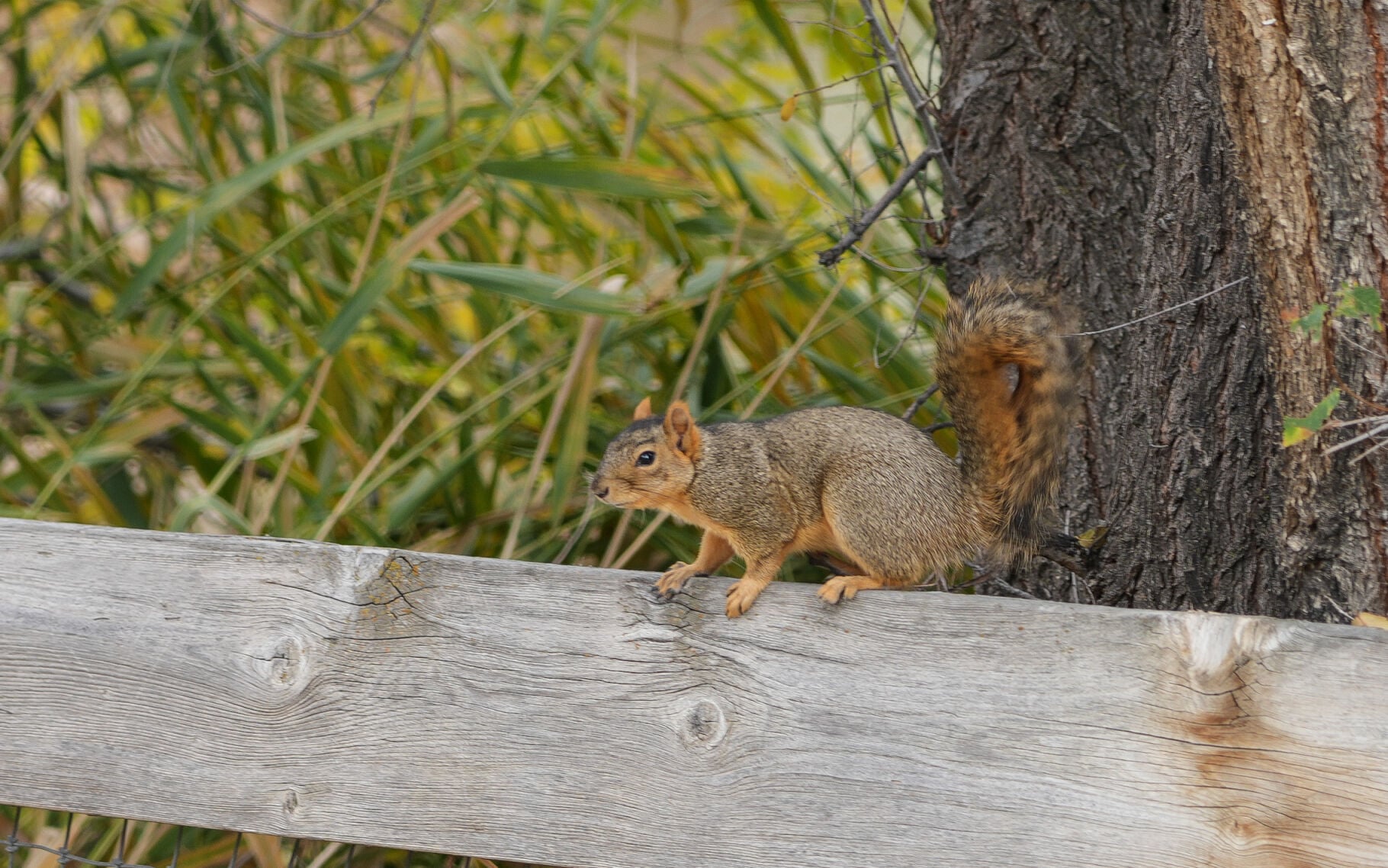 Vanquishing varmints in the orchard and garden | News ...