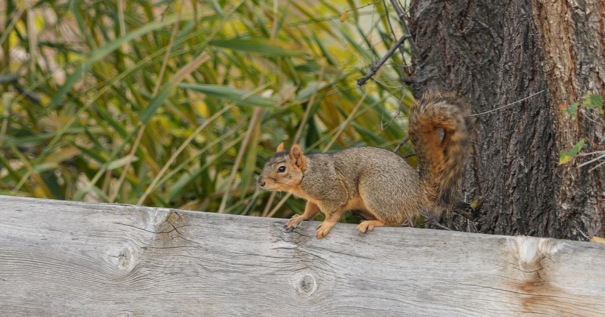 Small Varmints Vanquishing varmints in the orchard and garden | News ...