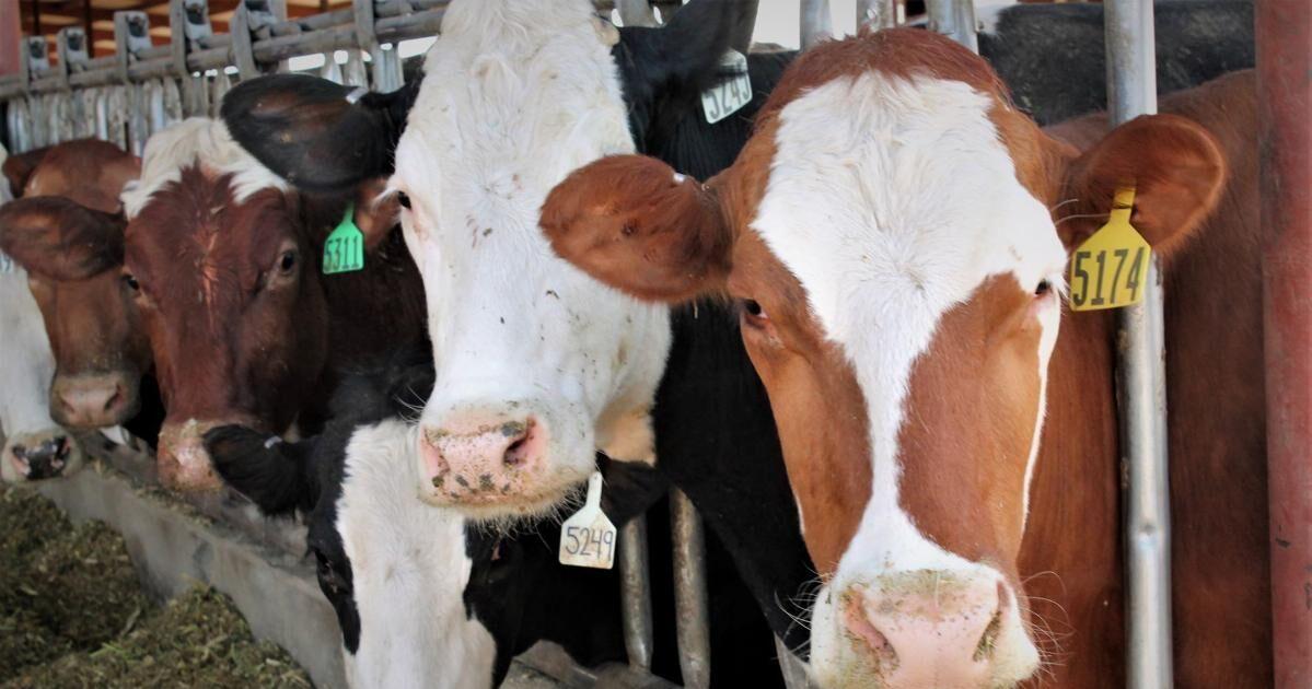 Avian Influenza detected at dairy in Cache County, prompting mandatory testing