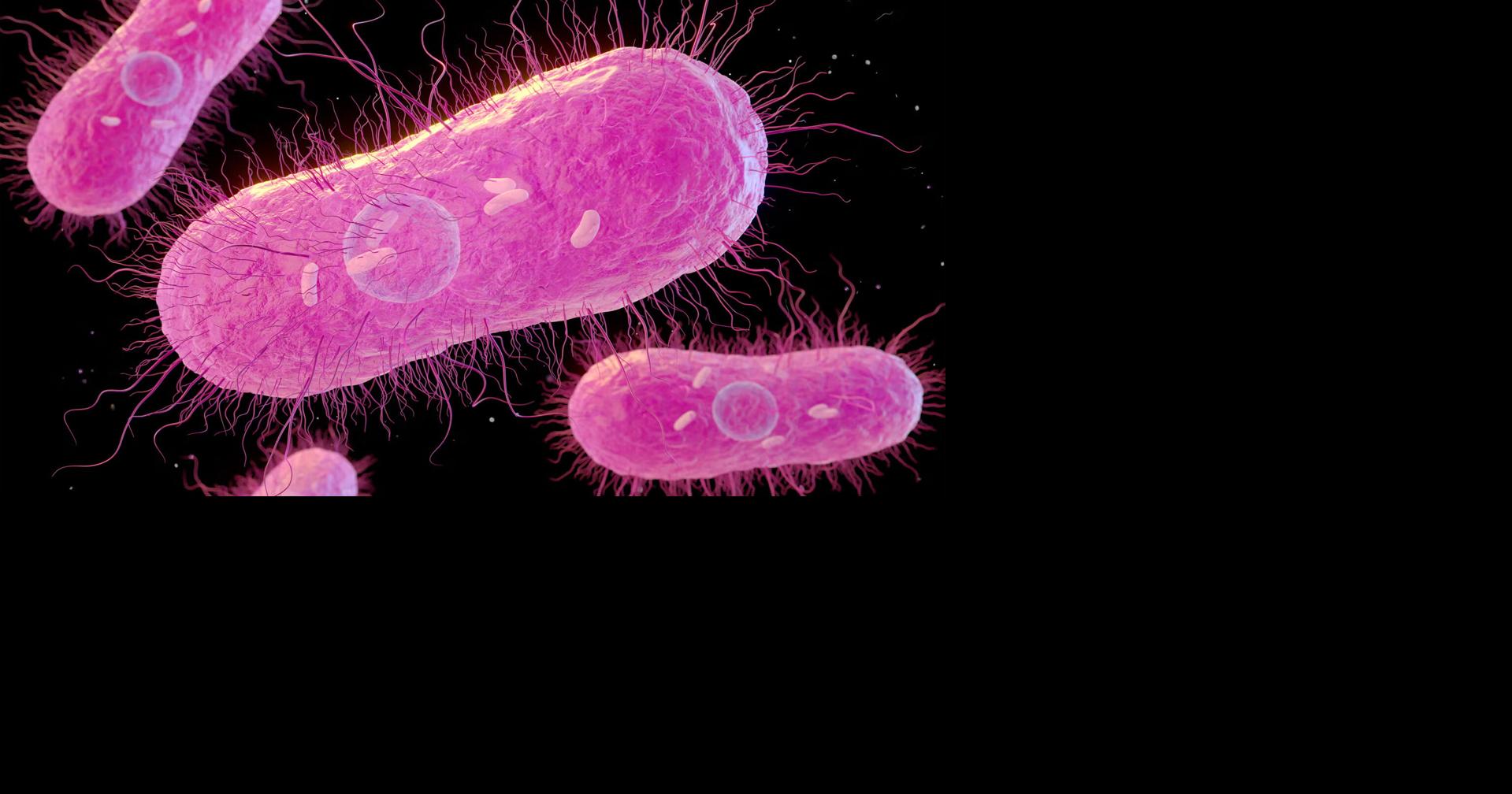 Health officials investigating Salmonella outbreak across Cache and Box Elder counties - Cache Valley Daily