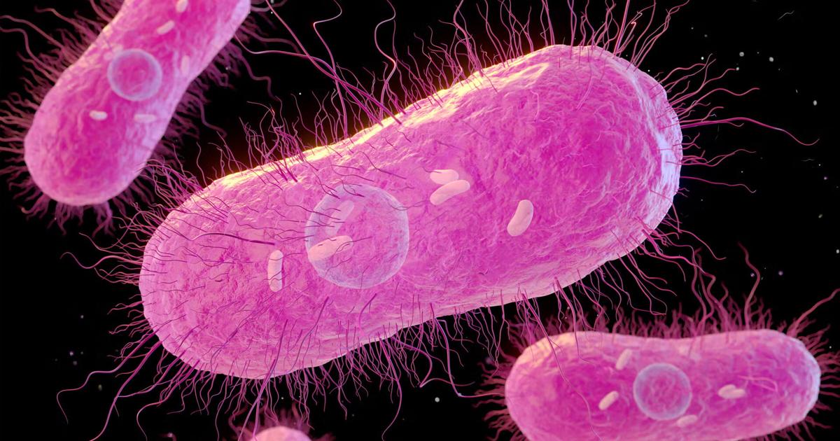 Health officials investigating Salmonella outbreak across Cache and Box Elder counties - Cache Valley Daily