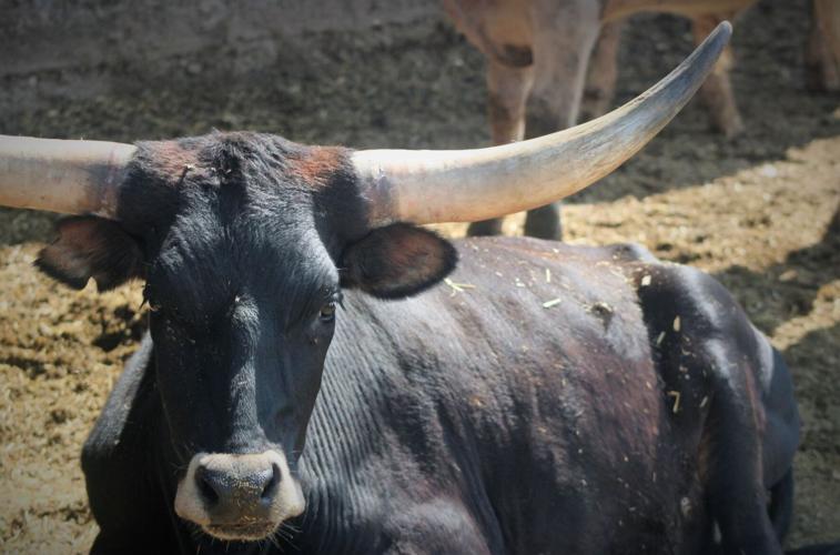 Cattle rustling is on the rise in Utah | Local News | cachevalleydaily.com