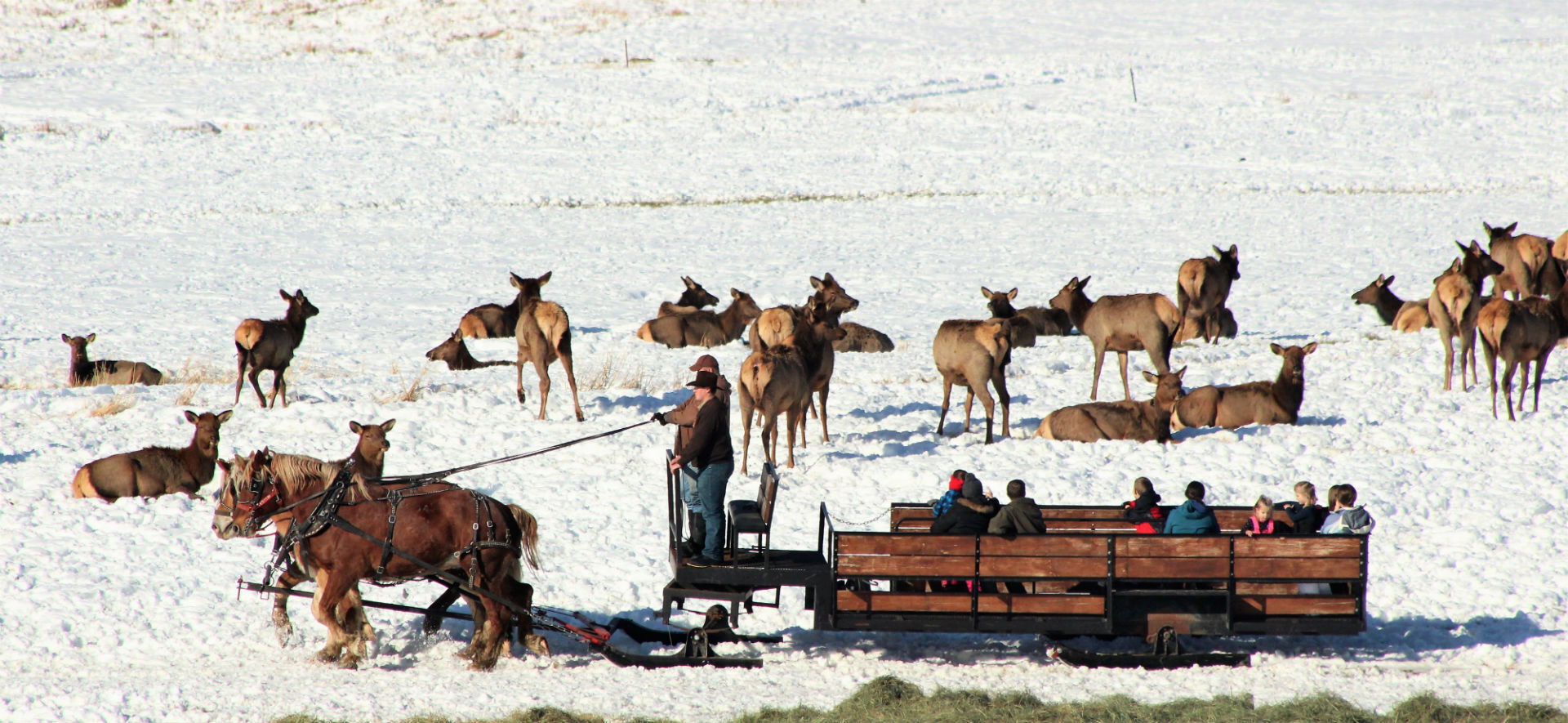 Hardware Ranch Sleigh Rides Hardware Ranch is getting ready for the wagon rides through the elk ...