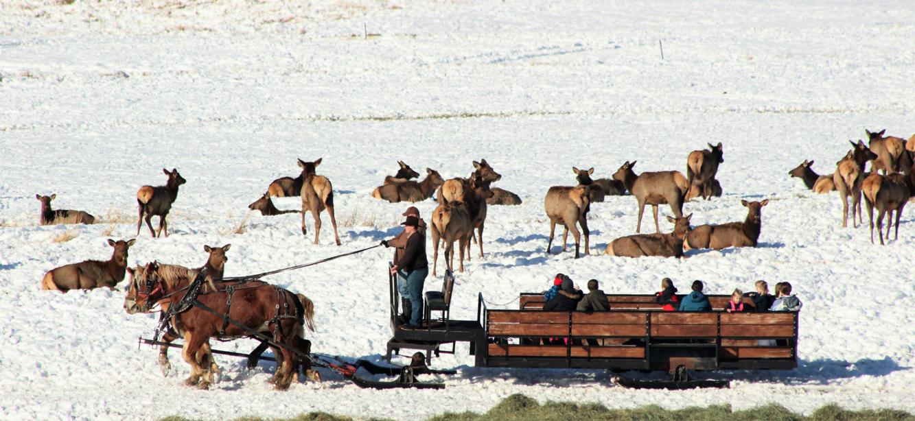 Hardware Ranch is getting ready for the wagon rides through the elk ...