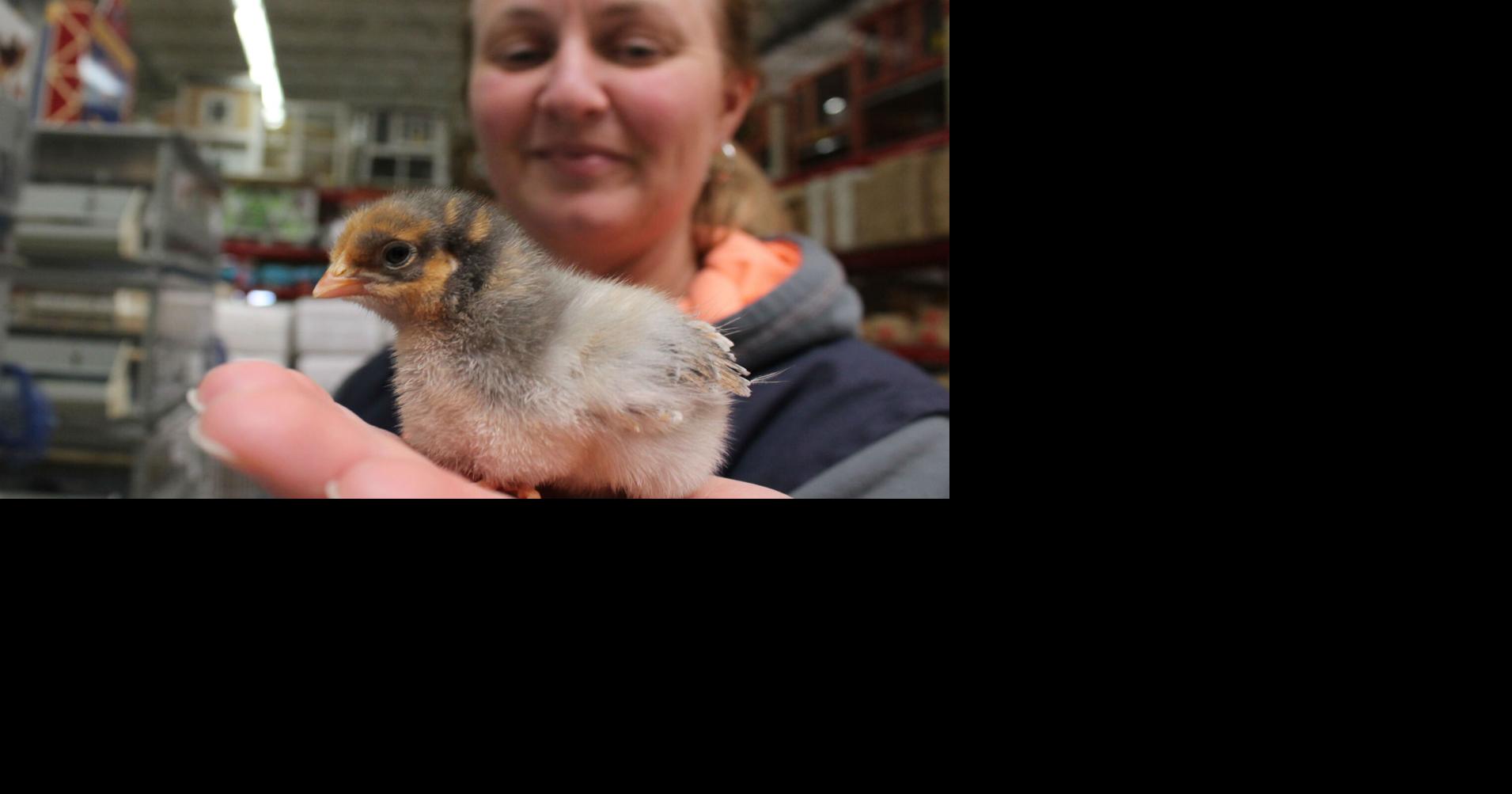 One of the sure signs of spring: chicks are peeping at farm stores ...