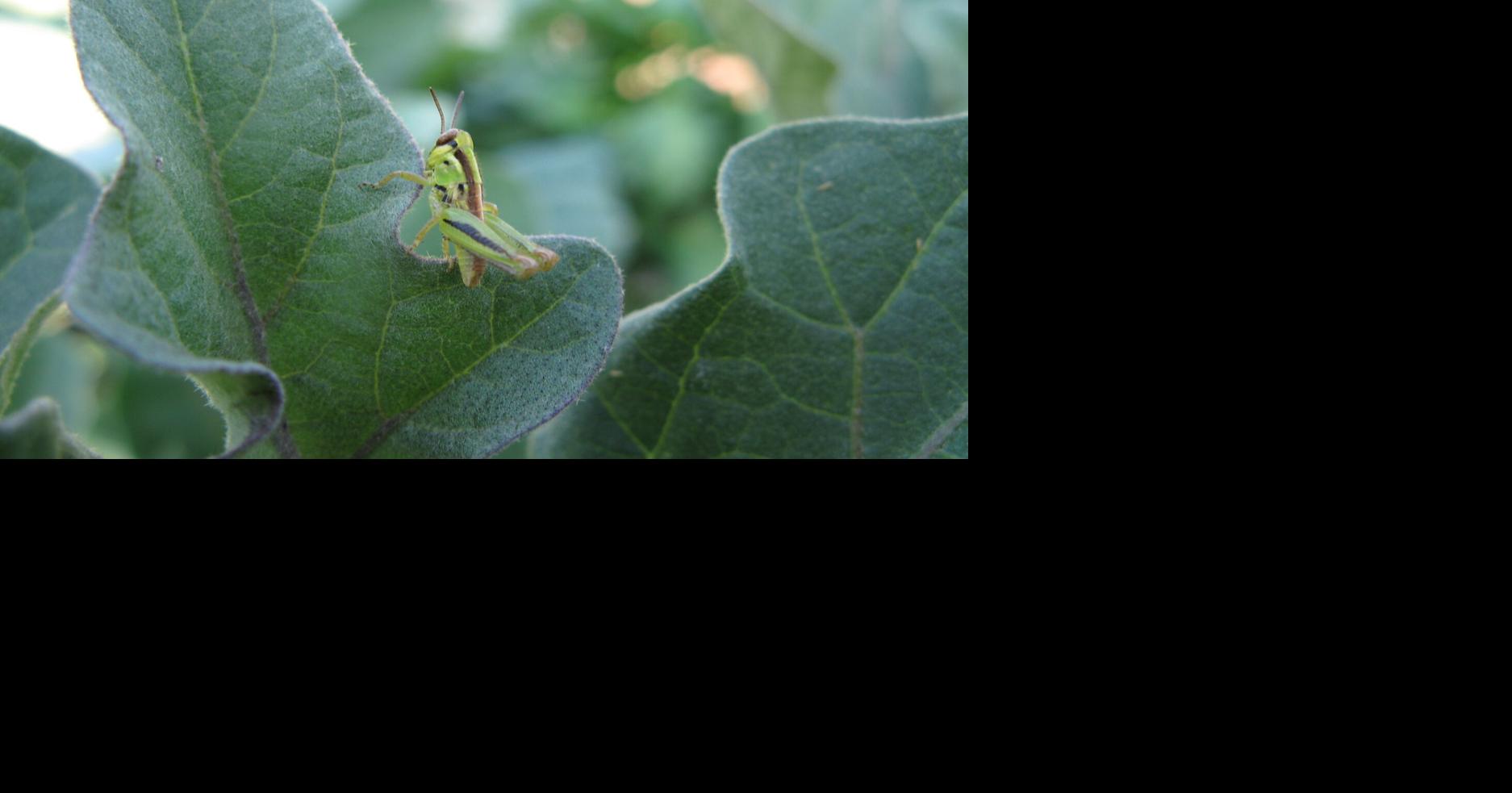 Where have all the grasshoppers gone?