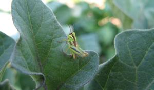 Where have all the grasshoppers gone?